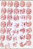 Media type: image;   Special Collections 1883 Description: HEC-1490 Slide D;